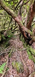 Plants: image 52 Of 208 Thumb
